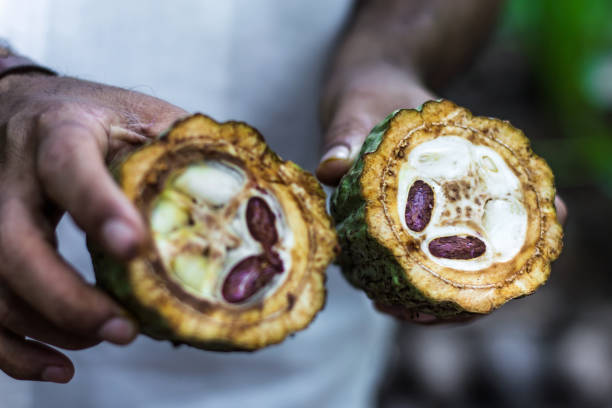 Fresh Cocoa fruit in farmers Fresh Cocoa fruit in farmers hands. Organic cacao fruit. Cocoa - healthy food. Cut of cacao fruit. theobroma stock pictures, royalty-free photos & images