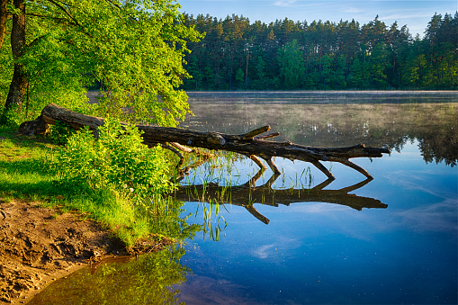 Pine tree cut by the beaver lies in the water. Spring landscape. Masuria, Poland.