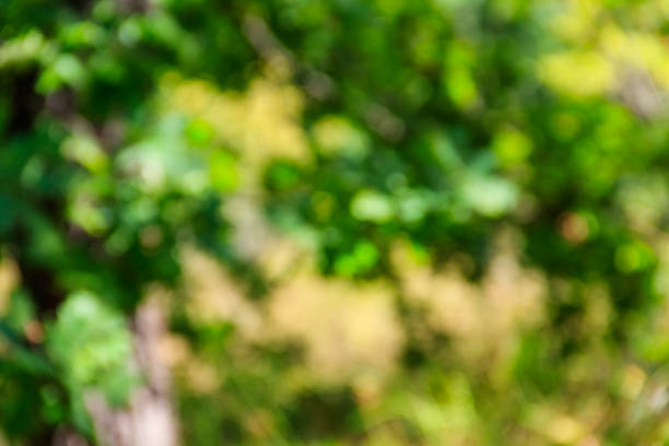 istock Green natural blurred abstract background 1033887150