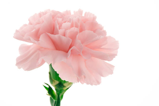 istock Mother's Day, carnations, pink carnations, 1033889548