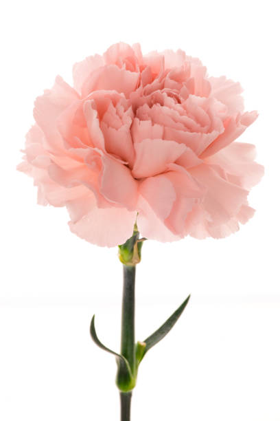 istock Mother's Day, carnations, pink carnations, 1033889680