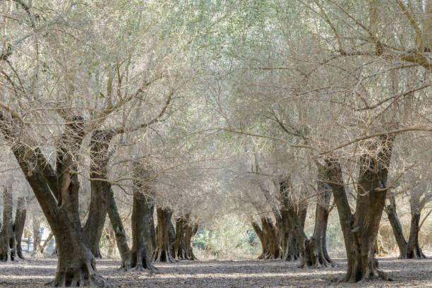 оливковый сад дерева - olive tree olive oil tree california стоковые фото и изображения