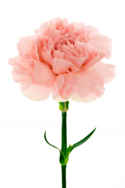 istock Mother's Day, carnations, pink carnations, 1033890690