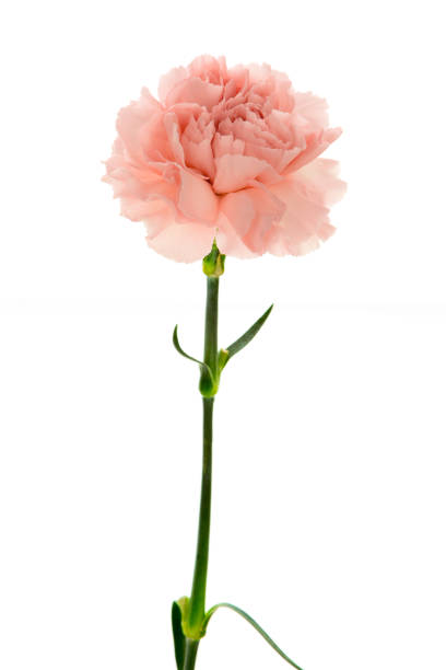 istock Mother's Day, carnations, pink carnations, 1033891434