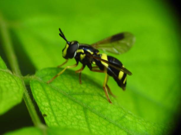 istock Chrysotoxum bicintum 1033892938