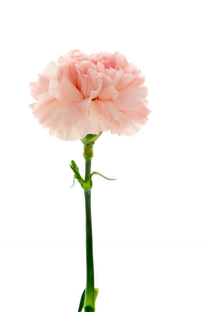 istock Mother's Day, carnations, pink carnations, 1033893080
