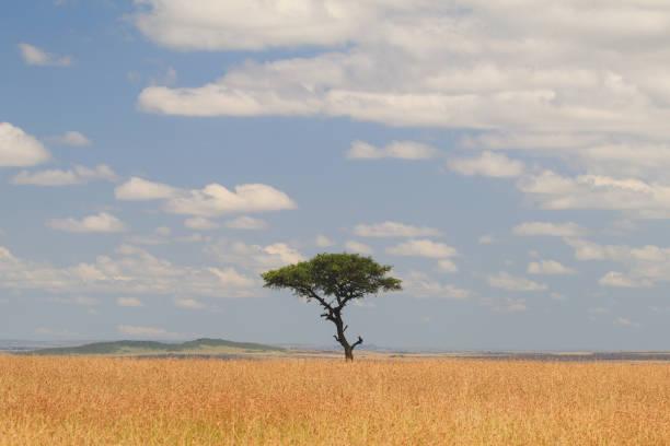 istock Acacia tree in the savanna 1033893224