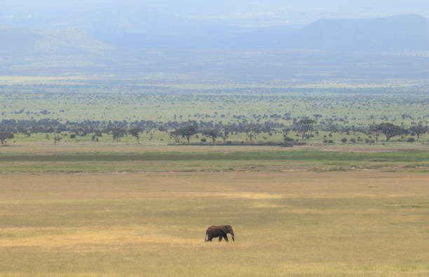 Herd of Elephants in Africa walking in Tarangire National Park in their natural environment, Tanzania