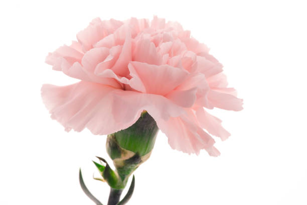 istock Mother's Day, carnations, pink carnations, 1033893522