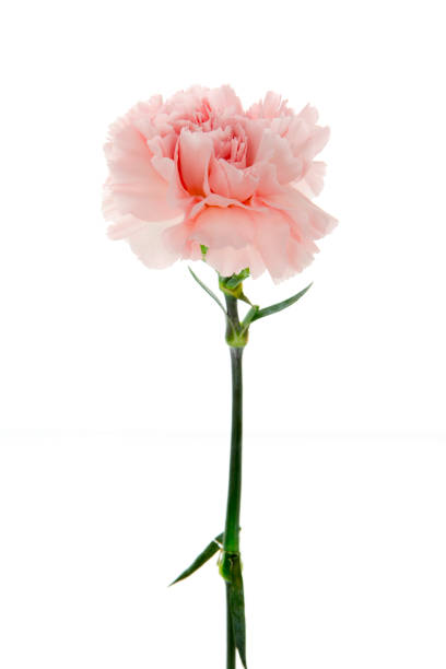 istock Mother's Day, carnations, pink carnations, 1033893820