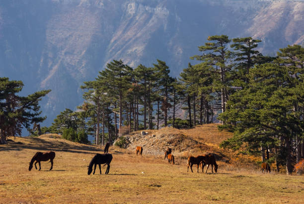 braune pferde weiden auf der alm - horse panoramic scenics prairie stock-fotos und bilder