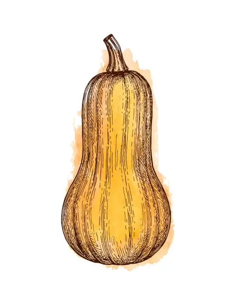 Vector illustration of Ink sketch of butternut squash