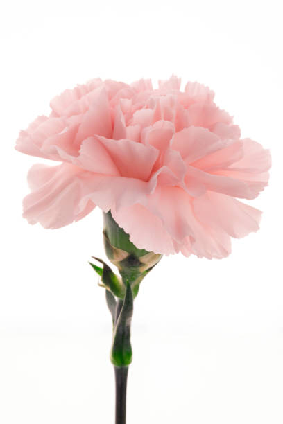 istock Mother's Day, carnations, pink carnations, 1033898240