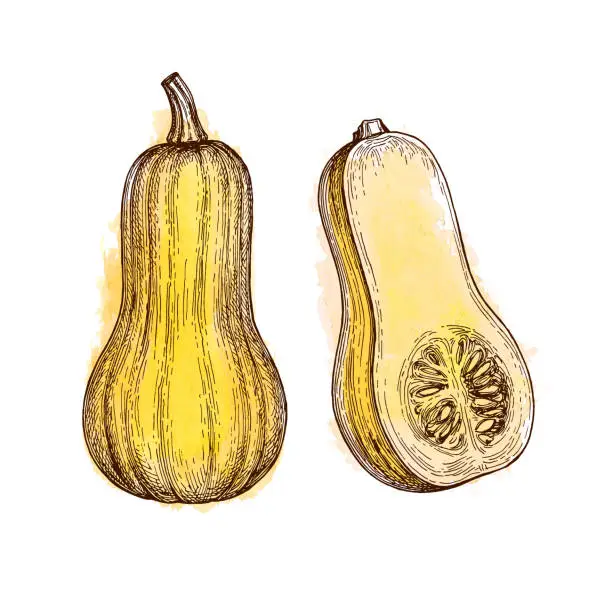 Vector illustration of Ink sketch of butternut squash