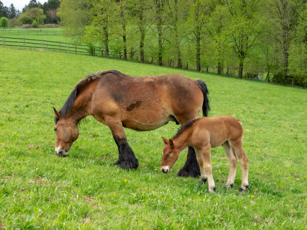 istock Ardennes foal standing next to its grazing mother 1033898362