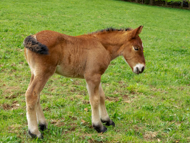 牧草地のアルデンヌ子馬の近い画像 - horse close up non urban scene spring ストックフォトと画像