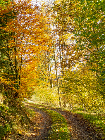 A sun-dappled forest path in autumn in a mixed Belgian forest