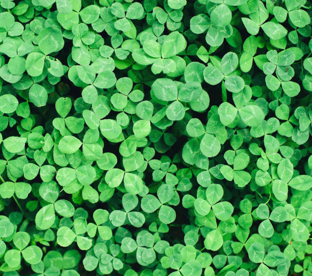 istock Beautiful background with green clover leaves for Saint Patrick's day. 1033906420