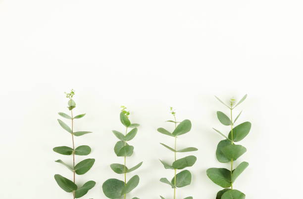 istock frame made of eucalyptus branches on white background. Flat lay, top view. copy space 1033906556