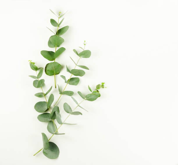 istock frame made of eucalyptus branches on white background. Flat lay, top view. copy space 1033906770