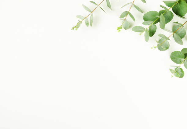istock frame made of eucalyptus branches on white background. Flat lay, top view. copy space 1033906974
