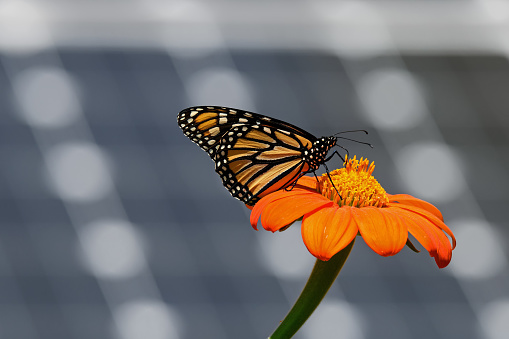 Monarch butterfly on Tithonia diversifolia or Mexican sunflower with solar panels in background. It is a milkweed butterfly in the family Nymphalidae and is threatened by habitat loss in the USA.