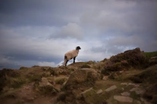 Sheep standing on an hill with a cloudy background