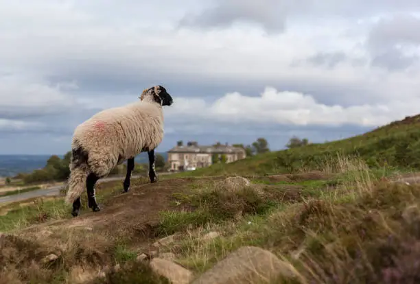 A sheep on Ilkey Moor,The Cow & Calf Hotel can be seen in the background