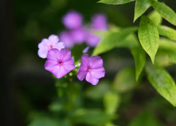 Purple flowers with green leaves
