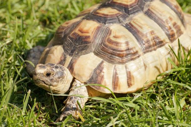 istock African Spurred Tortoise (Geochelone sulcata) in the grass 1033913672