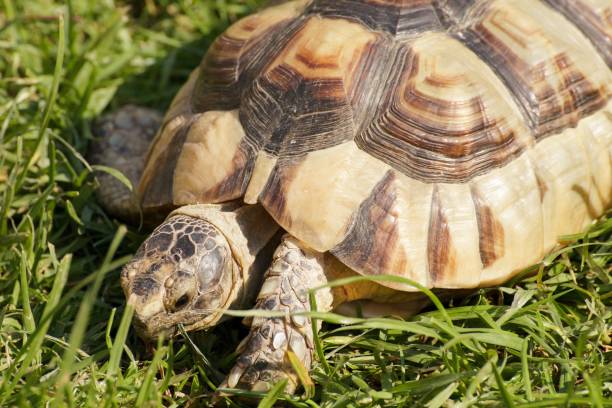 istock African Spurred Tortoise (Geochelone sulcata) in the grass 1033913674