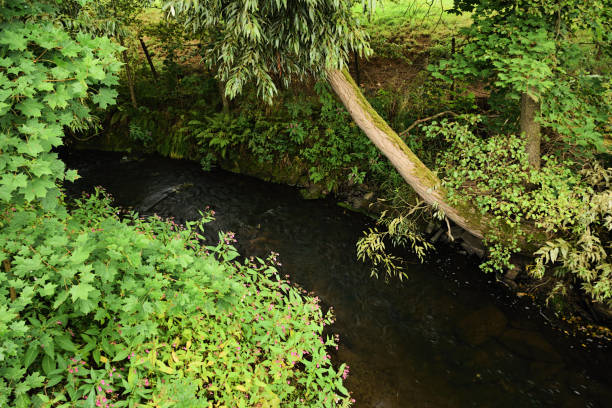 istock Pressnitz river between trees in Steinbach village german Ore mountains during rain on 1st september 2018 1033918216