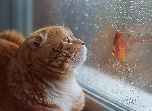 The red cat looks out of the window on an autumn leaf. Autumn cat on a window sill