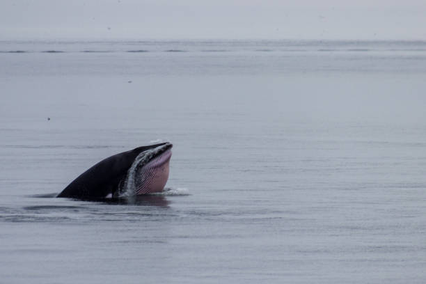 A solitary humpback whale swimming through the deep blue sea, illuminated by sunbeams from the surface. Scale model photography.