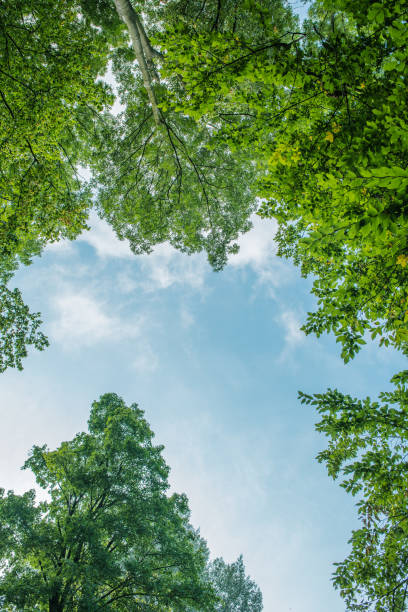 istock Treetop, canopy of the tree 1033930386