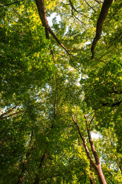 istock Treetop, canopy of the tree 1033930462