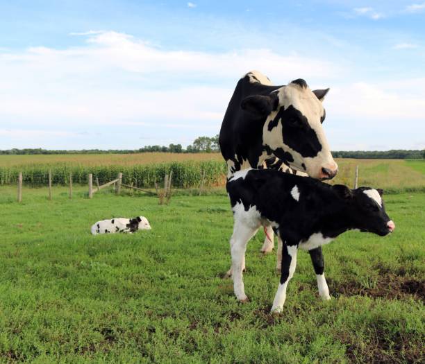 istock Holstein Cow with her newborn twin calves 1033930988
