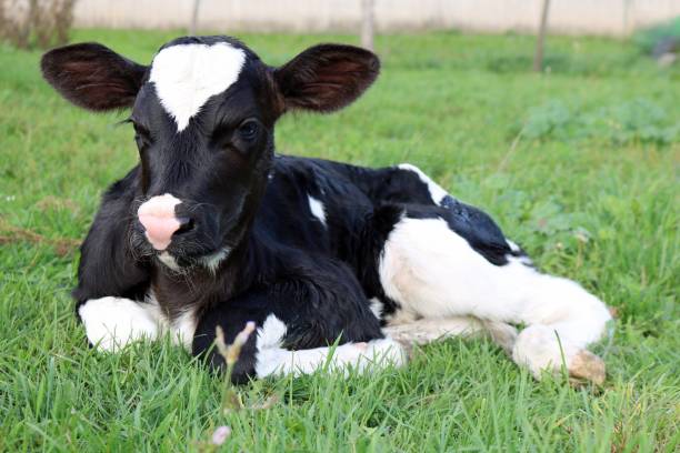 istock Newborn Holstein Calf Laying on the Grass 1033931892