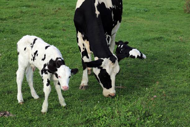 istock Holstein cow with newborn twin calves 1033936022