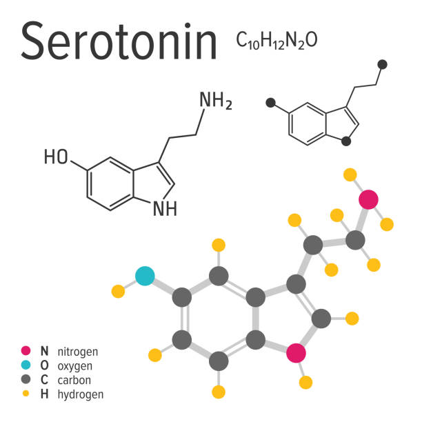 Chemical formula of the vector serotonin molecule Chemical formula, structure and model of the serotonin molecule, vector illustration Oxygen stock illustrations