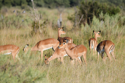 Impala in Botswana