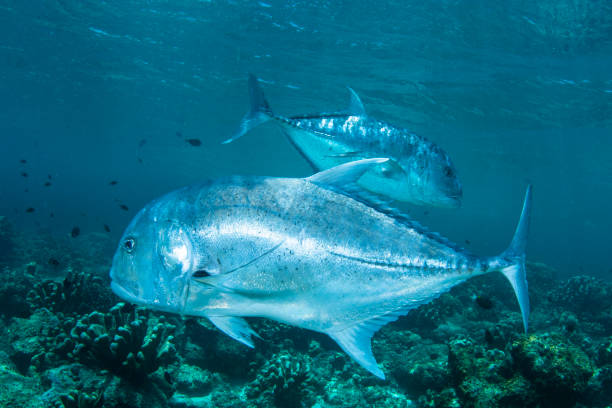 istock Jack Crevalle in Sipadan Island 1033954204