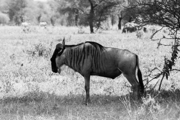 istock The blue wildebeest (Connochaetes taurinus), also called the common wildebeest, white-bearded wildebeest or brindled gnu, is a large antelope and one of the two species of wildebeests of the genus Connochaetes and family Bovidae in the Tarangire National 1033957134