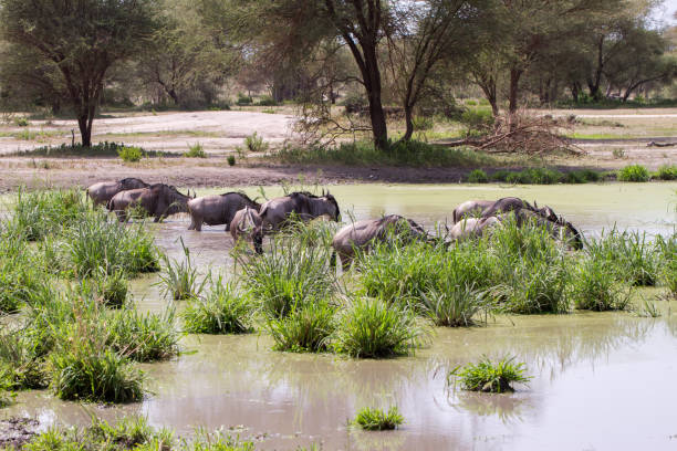 istock The blue wildebeest (Connochaetes taurinus), also called the common wildebeest, white-bearded wildebeest or brindled gnu, is a large antelope and one of the two species of wildebeests of the genus Connochaetes and family Bovidae in the Tarangire National 1033957252