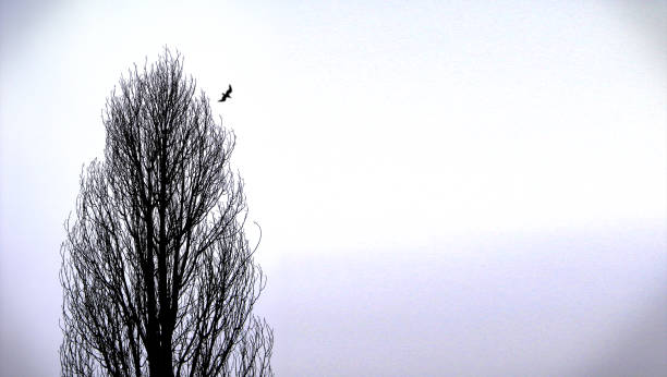istock tree and bird in front of white background 1033959900