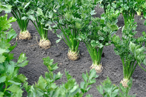 close-up of celery plantation (root and leaf vegetables)  in the vegetable garden, view \