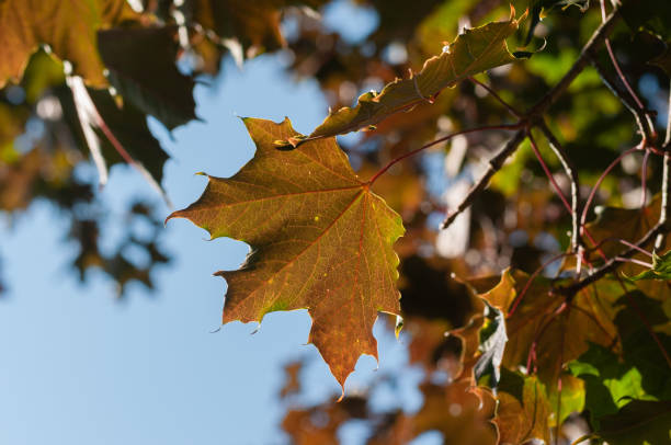 istock Autumn leaves on blue sky background 1033962372