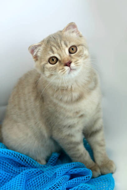istock portrait of playful kitten 1033962470