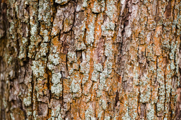 Nature wood bark