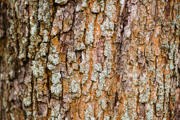 natura kora drewna - tree trunk wood old weathered zdjęcia i obrazy z banku zdjęć